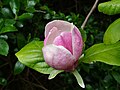 A Magnolia tree blossom (Magnolia x soulangeana). PotD, 2nd Jan 2005