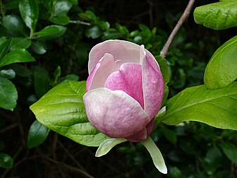 Bouton de fleur de magnolia (Magnolia x soulangeana). (définition réelle 1 280 × 960*)