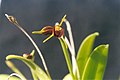 Masdevallia (Polyantha) sect. Alaticaules: Masdevallia bicolor