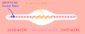 Huso neuromuscular