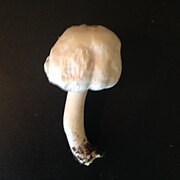 Mushroom 1019.JPG