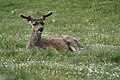 Odocoileus hemionus