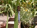 Orthetrum coerulescens con đực