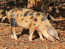 a rust-coloured pig with floppy ears and irregular patches of black
