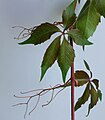Vijfbladige wingerd (Parthenocissus quinquefolia)