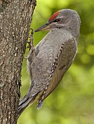 Oiseau au dessus vert et au dessous gris, avec une calotte rouge et la nuque grise, accroché à l'écorce d'un arbre.