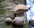 * Nomination Piptoporus betulinus on a tree --High Contrast 18:53, 21 December 2011 (UTC) * Decline Schöne Gestaltung und Beleuchtung, aber Tiefenschärfe zu knapp. Oder eventuell leicht verwackelt? --Smial 12:25, 22 December 2011 (UTC)