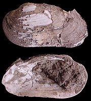 Rivierparelmossel uit Holocene afzettingen van de Schelde