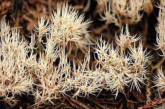 Pterulaceae Pterula subulata