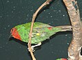 Red-throated Parrot Finch