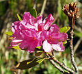 Rhododendron ferrugineum