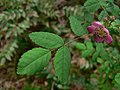 Rosa gymnocarpa