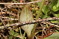 Saxifraga integrifolia