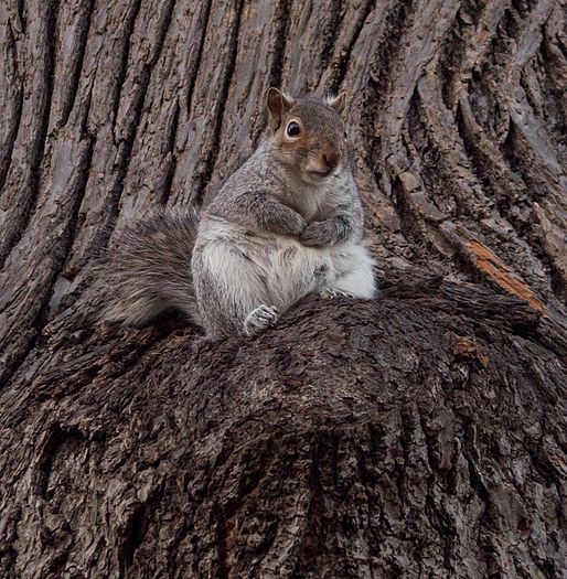 Squirrel squatting in a tree in Prospect Park