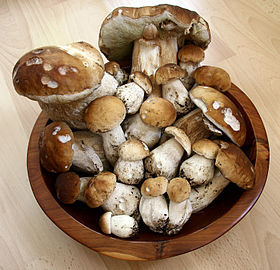 Boletus edulis at various ages