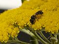 Eine klitzekleine Biene (<10mm), geht gerne an Blüten, die von Apis melifera gemieden werden