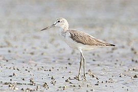 Tringa nebularia - Laem Phak Bia