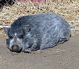 dark gray, hairy Vietnamese Pot Bellied Pig