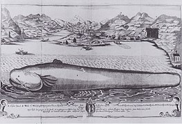 Ce lac abrite notamment le silure glane, un poisson dont la taille et la forme inhabituelles (chez les poissons d'eau douce) a marqué les esprits (gravure d'auteur inconnu, datée de 1666)