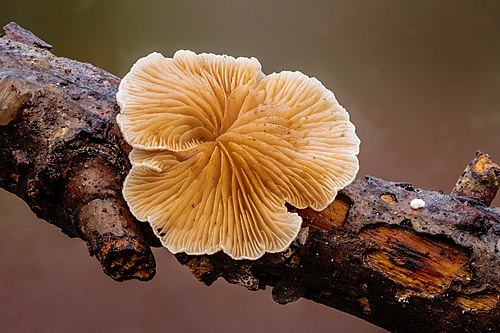 Crepidotus