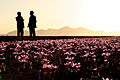 Saffron farm in Iran