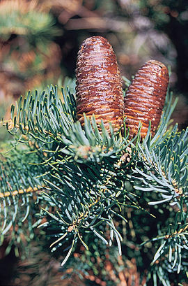 Pilkasis kėnis (Abies concolor)