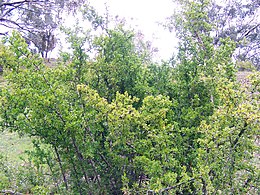 A Dél-Afrikában őshonos kaffer ördögcérna (Lycium afrum) példányai Ausztráliában
