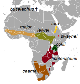 Мапа поширення підвидів конгоні