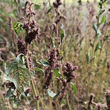 Amaranthus hybridus (Amaranthaceae), quintonil.jpg