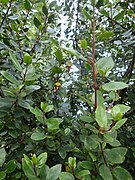 Aristolochia sempervirens in Rhamnus - Flickr - peganum.jpg