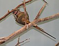 Blue-naped Mousebird