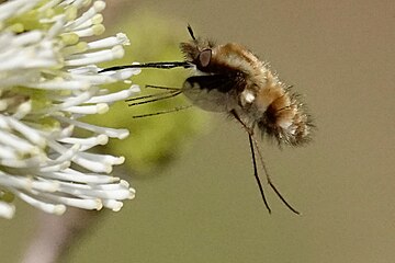 Large bee-fly