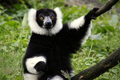 Nationaal park Andasibe Mantadia en Black-and-white ruffed lemur (en)