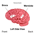 Approximate location of Broca's area highlighted in white.