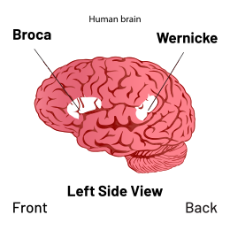 Description de l'image Brain - Broca's and Wernicke's area Diagram.svg.