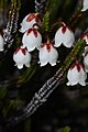 Cassiope mertensiana