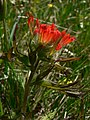 Castilleja hispida