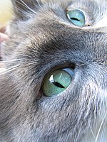 đôi mắt mèo