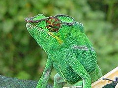 Caméléon panthère vert.