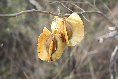 כנפית של Combretum zeyheri, זירעון עם מבנים דמויי כנף.