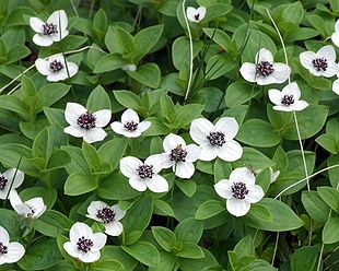 Svensk hønsebær (Cornus suecica) Foto: Estormiz