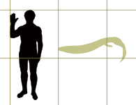 Silhouettes de Crassigyrinus scoticus et d'un être humain côte à côte.