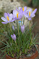 Crocus goulimyi (H)