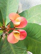 Crown of thorns flower.jpg