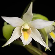 Dendrobium sutepense