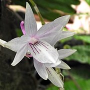 Dendrobium ceraula