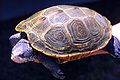 Adult female diamondback terrapin