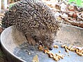 Southern White-breasted Hedgehog