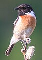 European stonechat