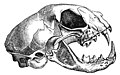 Skull of felis catus (drawing)